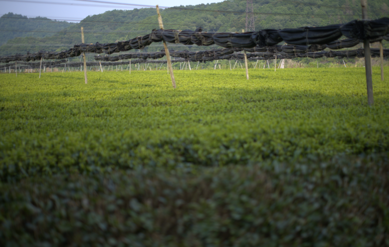舞鶴の茶畑風景。覆いをかぶせて育てた茶葉が広がる栽培風景。山々に囲まれた自然豊かな環境。