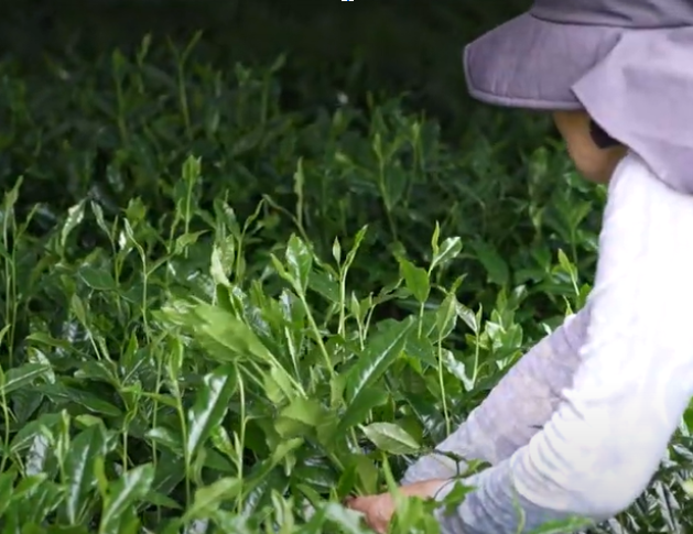 茶畑で新芽を手摘みする様子。舞鶴産抹茶の繊細な茶葉を丁寧に収穫している場面。