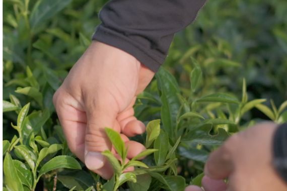 舞鶴茶の茶畑で新芽を手摘みする様子|京都の手摘み緑茶風景