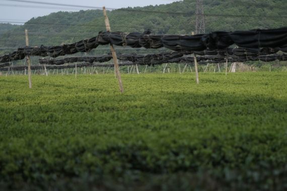 舞鶴の被覆茶園|抹茶・高級緑茶の茶葉を育てる茶畑風景