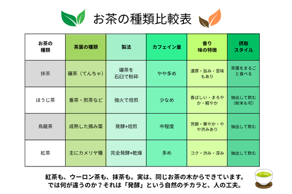 抹茶・ほうじ茶・烏龍茶・紅茶の違いを一覧で比較した表。製法、カフェイン量、香りの特徴、摂取スタイルの違いをわかりやすく解説。
