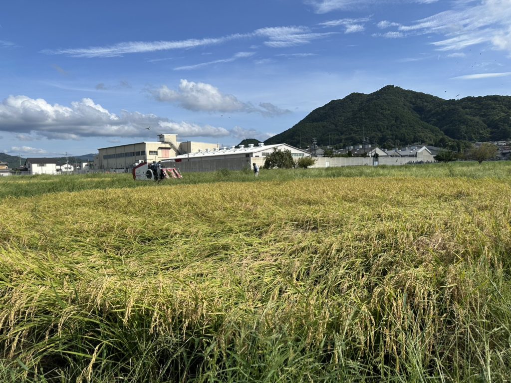 稲刈りの作業風景