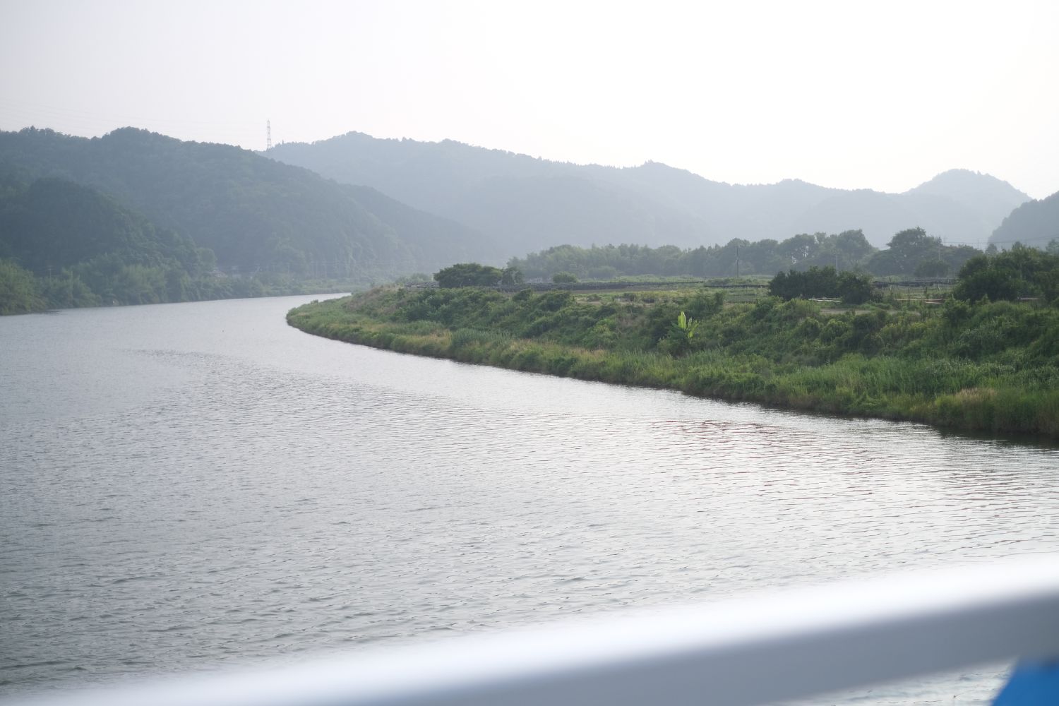 舞鶴 由良川の河川敷に広がる茶畑。ネガイノヒトツブ《由良》の由来。