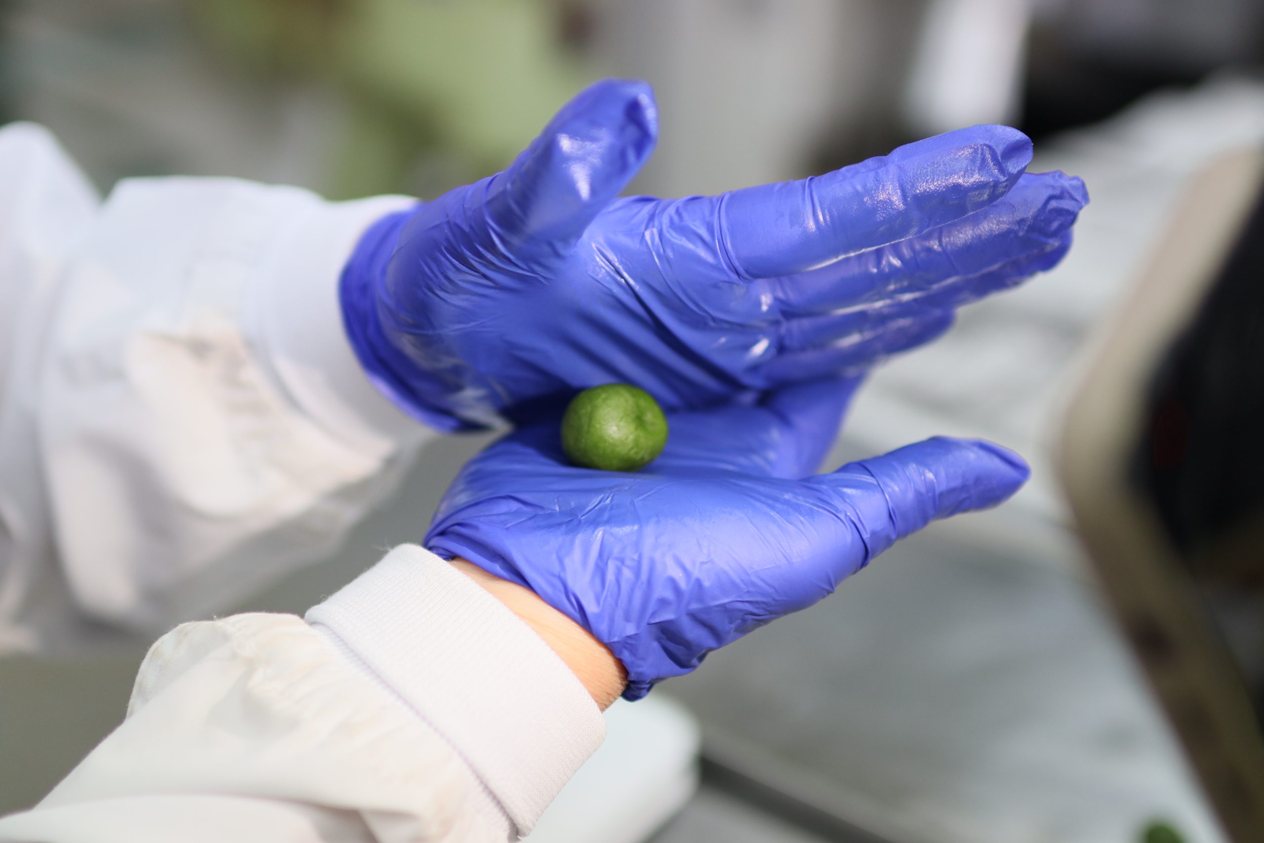 ネガイノヒトツブの盛り付け画像その1